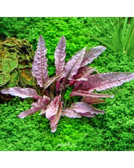 Cryptocoryne var. « flamingo »   - Plant It!